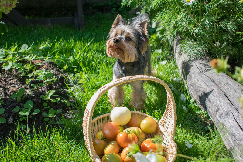 Может ли собака отравиться помидорами?