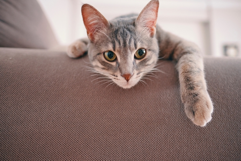 Прием лекарств – одна из причин, по которой кошке требуется худеть