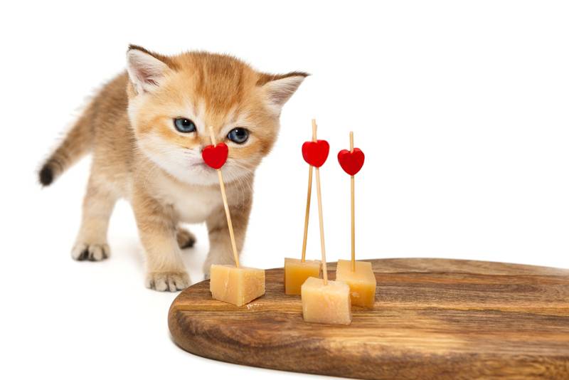 Можно давать котам сыр. Котенок и сыр. Сырой кот. Можно ли котятам сыр.