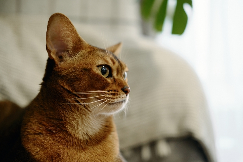 Какова причина аллергии на абиссинских кошек?