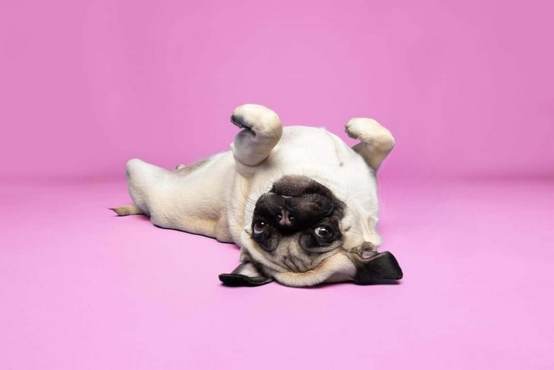 Первая течка у мопса начинается в 6-10 месяцев