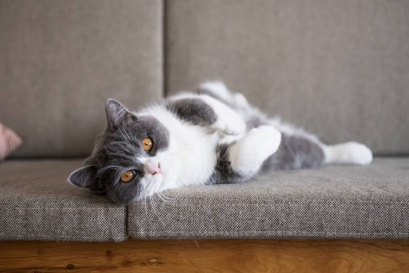 Кот после кастрации худеет | Бесплатная консультация «Кошки/Кормление и диетология»