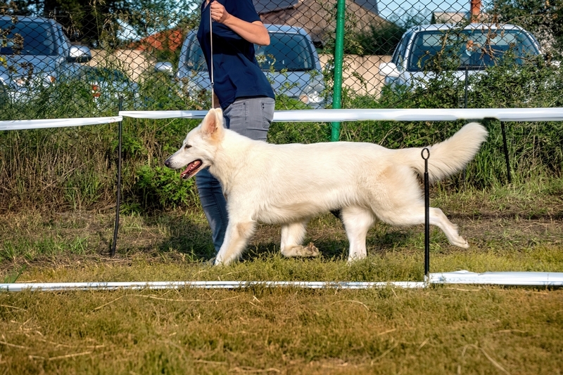 Белая немецкая овчарка на выставке