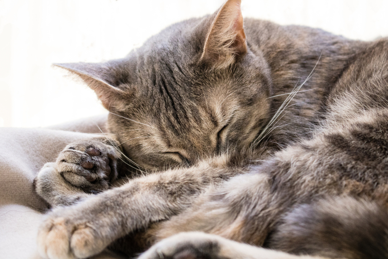 Один из симптомов кокцидиоза у кошек – слабость