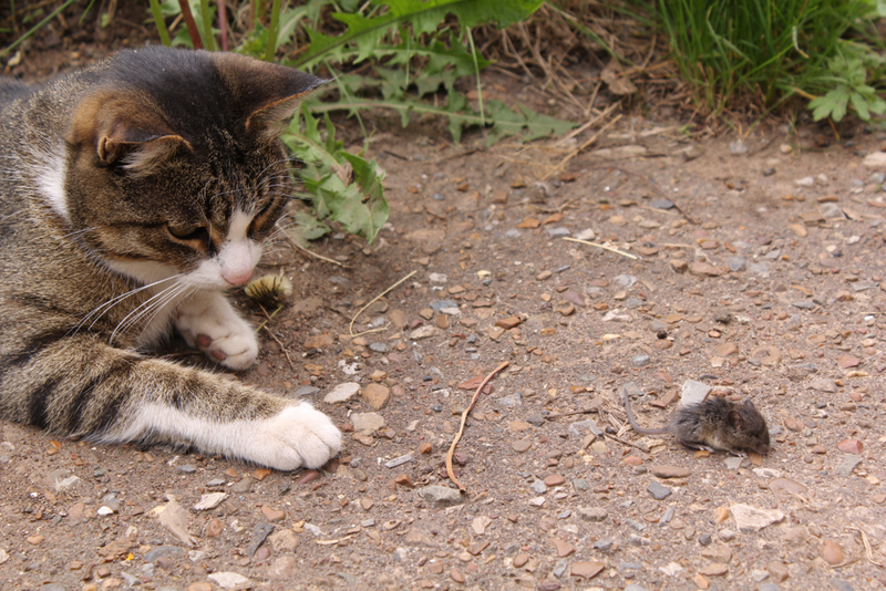 Лучше всего охотятся на мышей аборигенные породы кошек