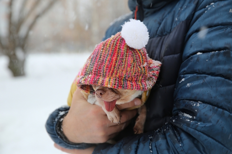Для содержания чихуахуа рекомендуют покупать одежду