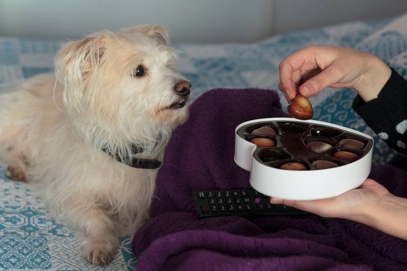 Почему собакам нельзя шоколад, что будет если дать и питомец съест, чем  опасен