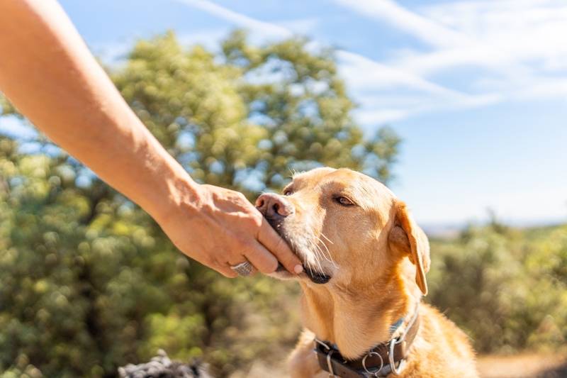 Почему собака лижет хозяина — зачем собаки облизывают руки, ноги и лицо человека