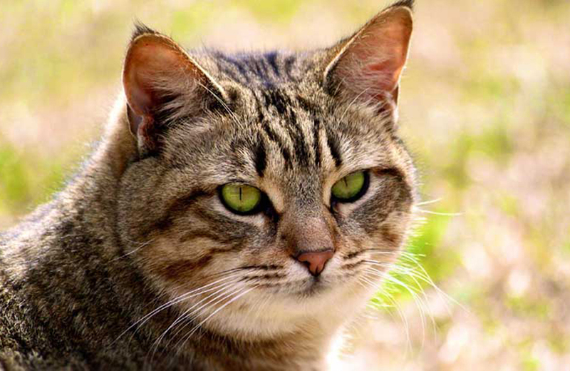 Калифорнийская сияющая пятнистая кошка