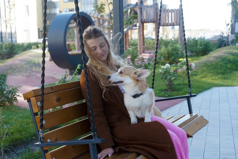 Что делать владельцу, чтобы корги не был злым?