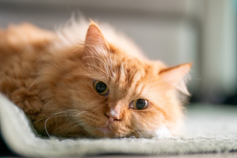 Кошке с бронхитом нужно обеспечить безопасную среду