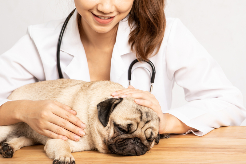 Для лечения гиперпаратиреоза нужно обратиться с собакой к врачу