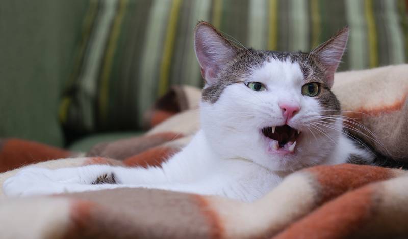 У кота пропал голос – 10 причин почему и что делать?