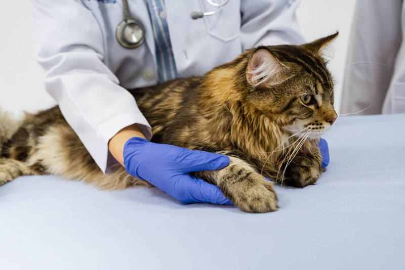 Кошке с эклампсией назначат лечение