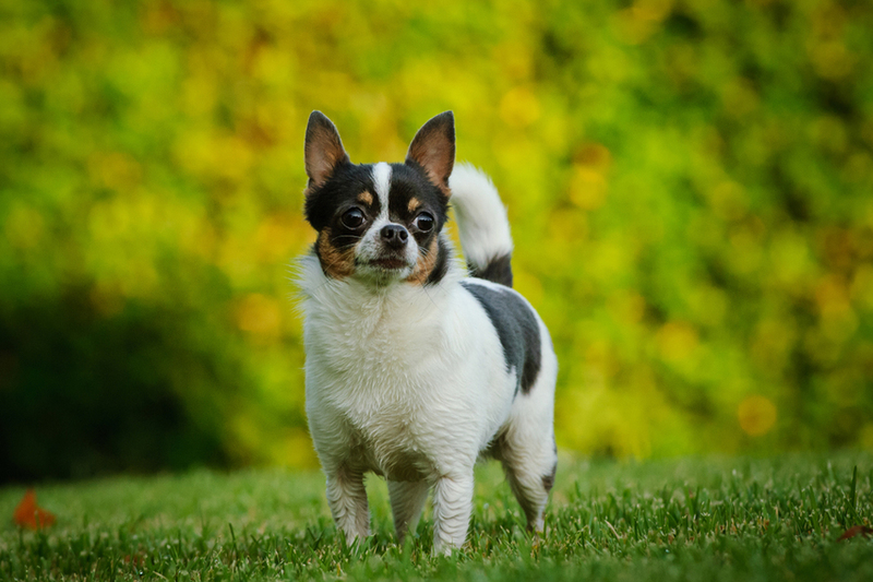 Вязка чихуахуа проходит в несколько этапов
