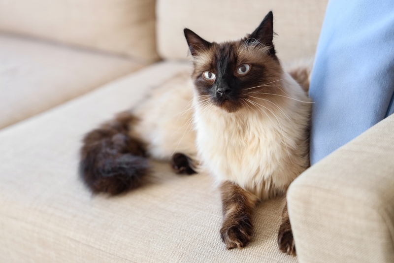 Болезни тайских кошек требуют лечения