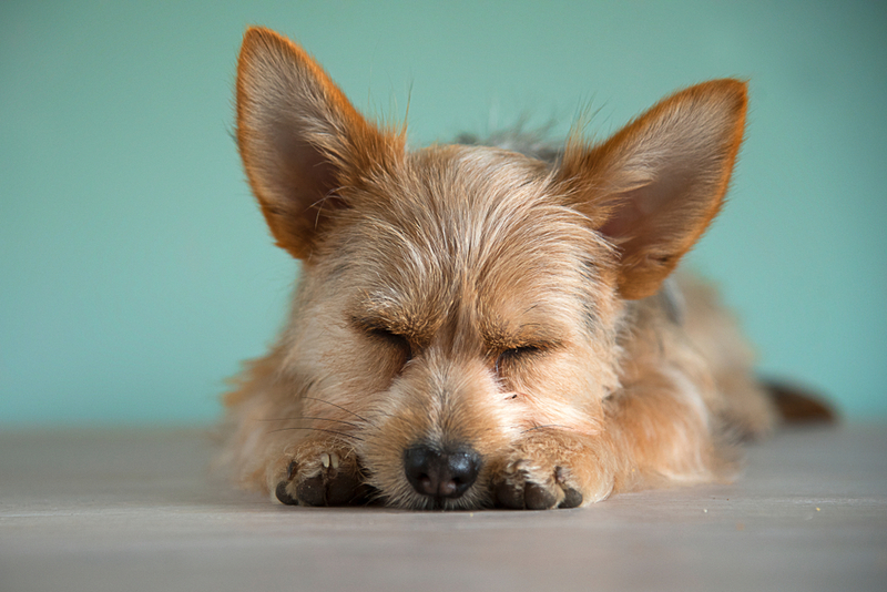 Блошиный дерматит распространен среди собак