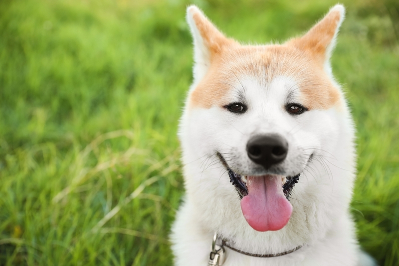 Перед вязкой акита-ину лучше познакомить заранее