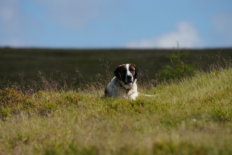 Порода собак португальский мастиф