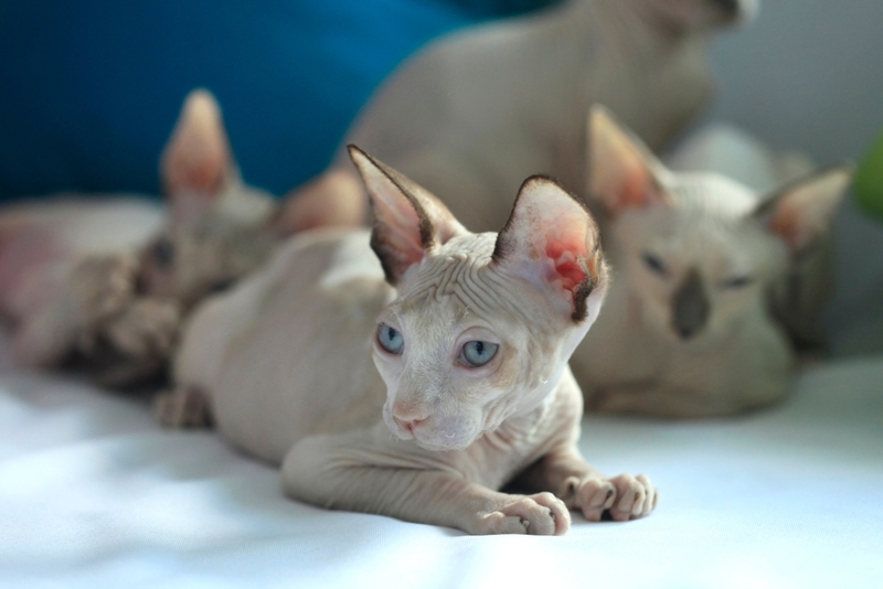 Подойдет ли сфинкс человеку с аллергией?