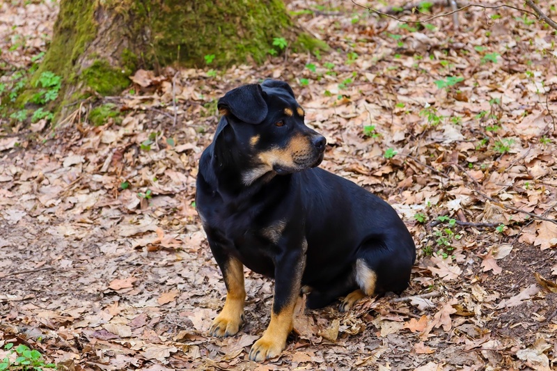 Заболевания влияют на то, сколько весит ротвейлер