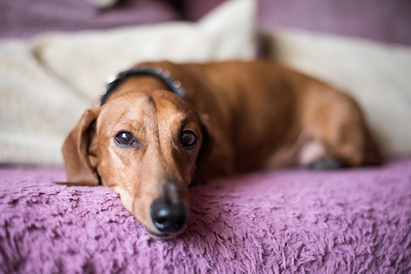 Гипоадренокортицизм у собак может быть атипичным