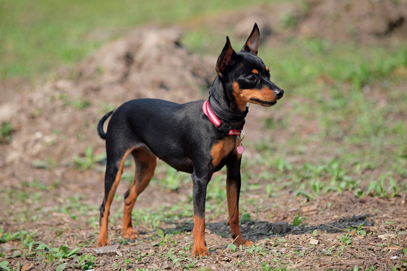 Пол не оказывает особого влияния на срок жизни пражского крысарика