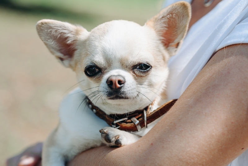 Белая чихуахуа на руках