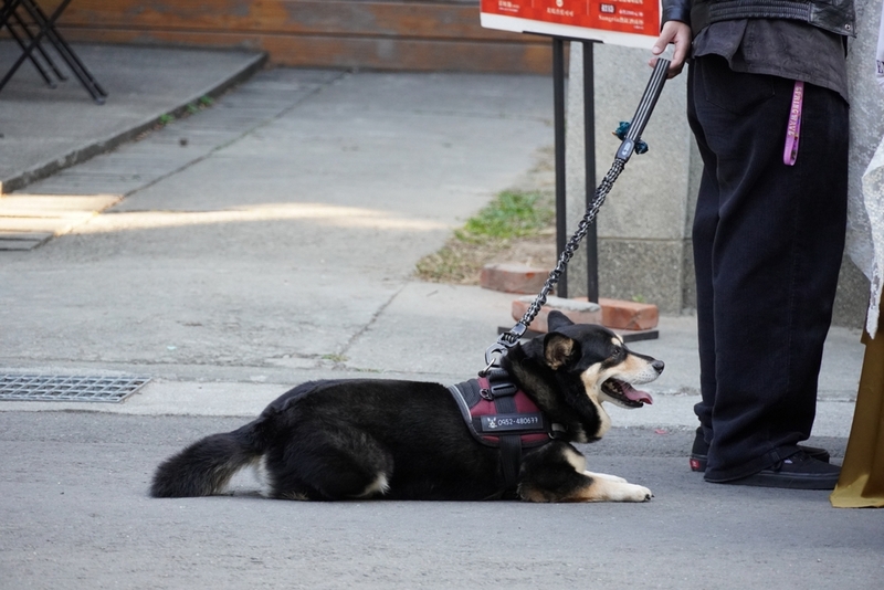 Как дрессировать черного корги?
