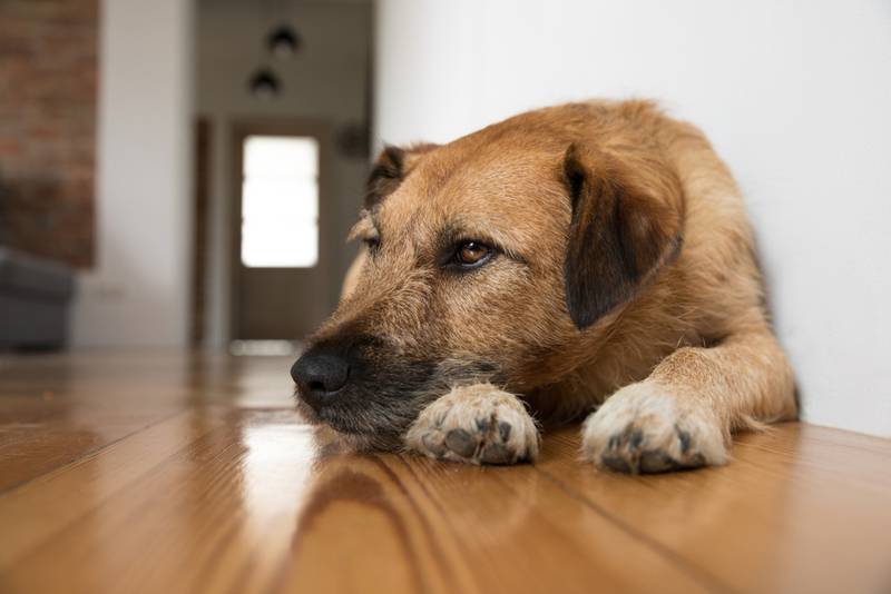 Сухость во рту у собаки: причины ксеростомии у питомца