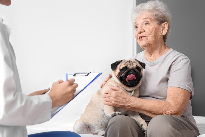 Как худеть собаке, решит врач