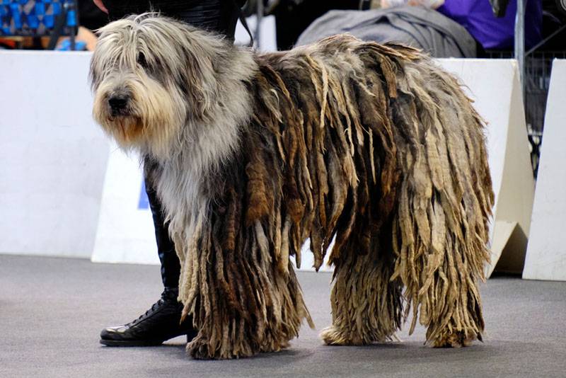 Немецкая порода собаки с бородой