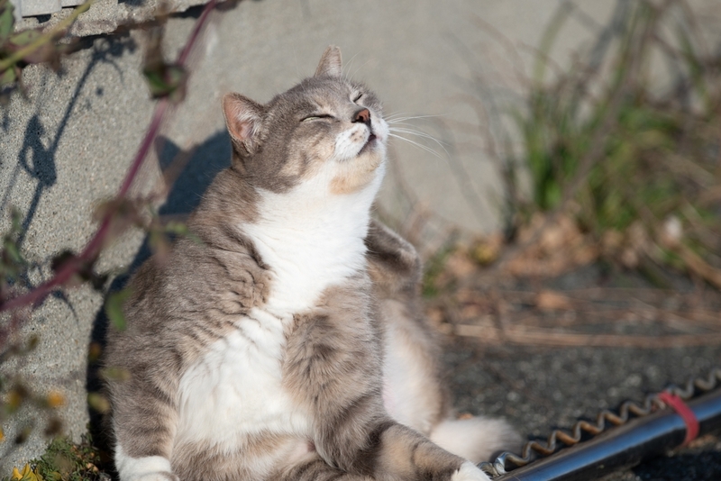 Дерматит от блох у кошек проявляется зудом