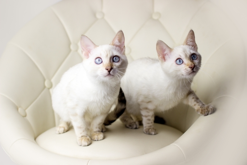 Бенгальская голубоглазая кошка