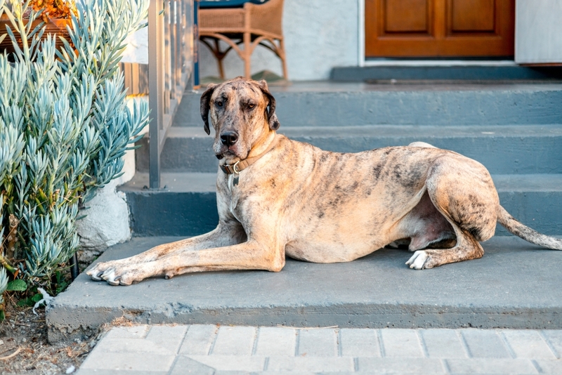 Сколько живут немецкие доги?