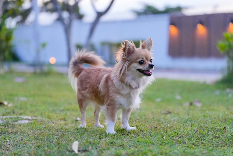 Относят ли чихуахуа к гипоаллергенным породам или нет?