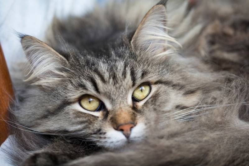 Пукают ли кошки и коты: умеют ли кошки пускать газы