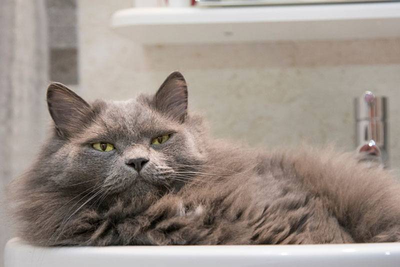 Серые кошки: ТОП-30 пород сереньких котиков с фото и описанием