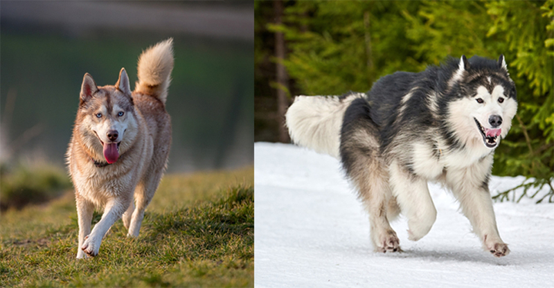 Чем отличается хвост маламута и хаски?