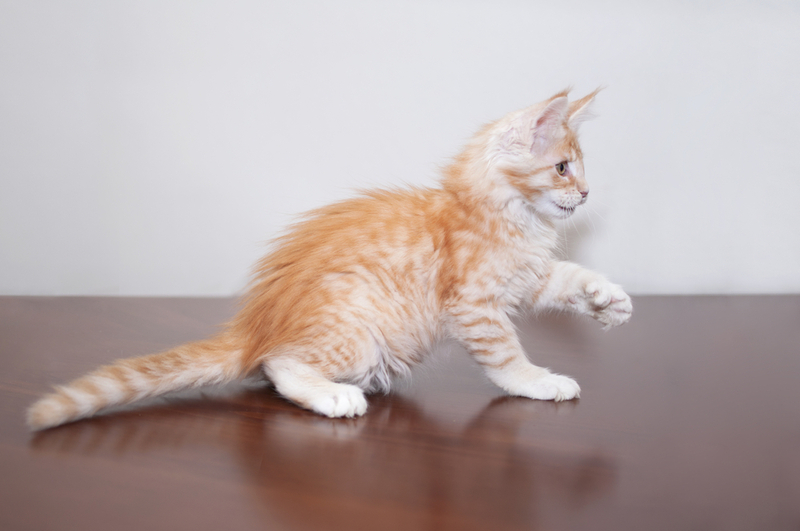 Кот-полидакт