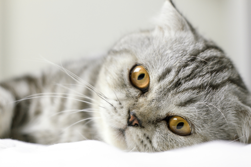 Чаще у котов встречается вирусный энцефалит