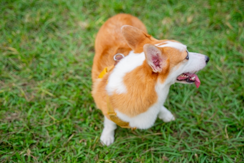 Разве этот корги злой?