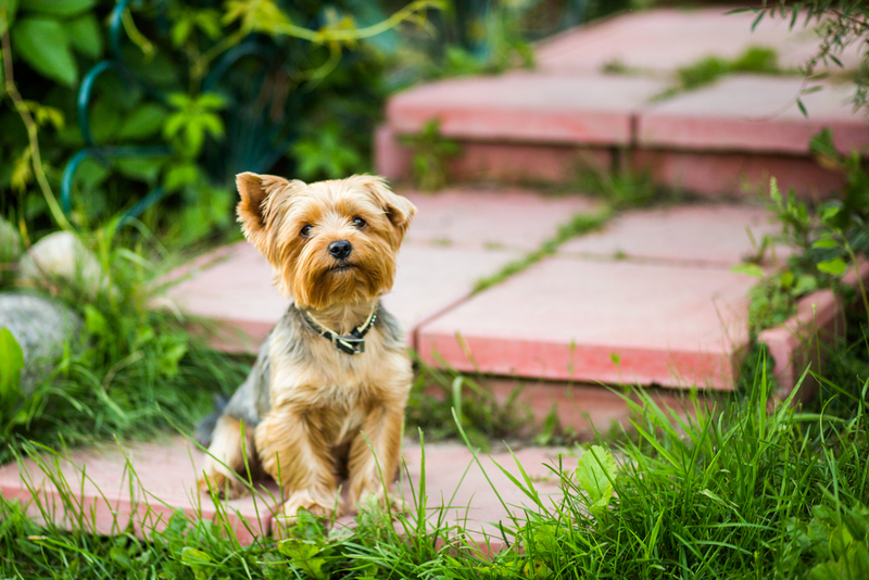 Бывает ли аллергия на йорков?