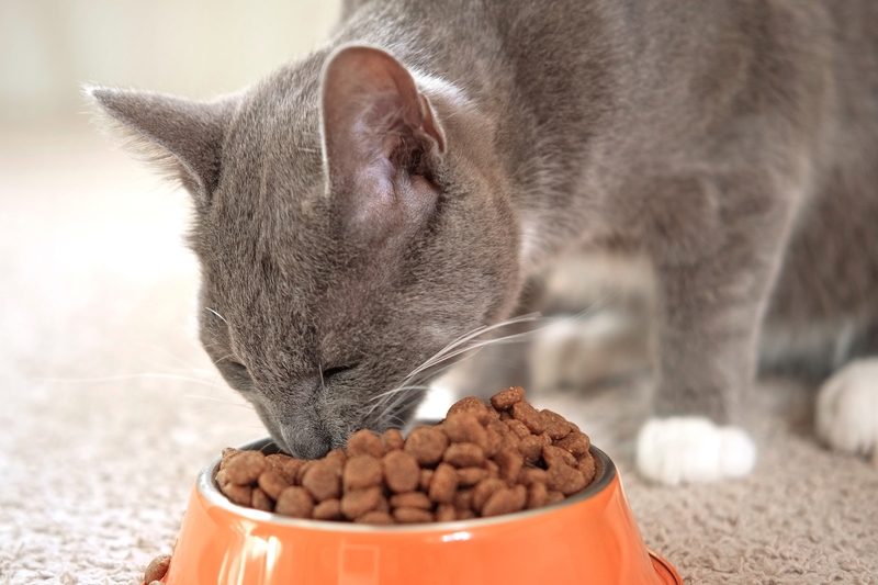 Питание кошки после сотрясения важно контролировать