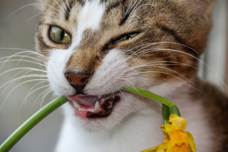 Уход за котенком, выкормить котят без кошки. Первые дни котенка в доме. Вакцинация котят