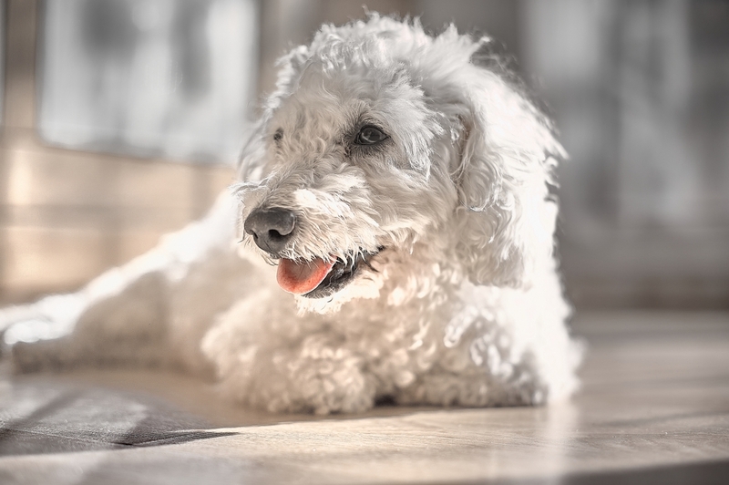 Гипотиреоз у собак возникает из-за недостатка гормонов