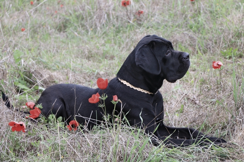 Владельцу кане-корсо важно знать, сколько длится течка у самки