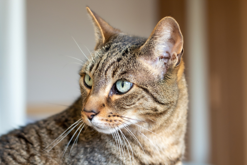 Форм гиперпаратиреоза у котов несколько