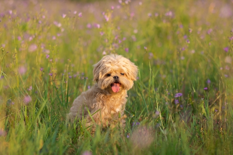 Вязка мальтипу должна проводиться после обработки от паразитов