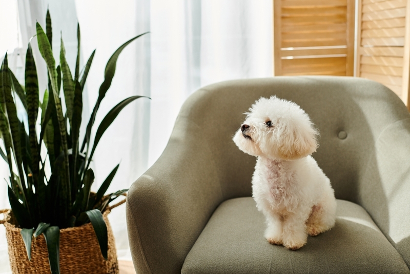 Факторы, провоцирующие болезни у бишонов фризе, бывают разными